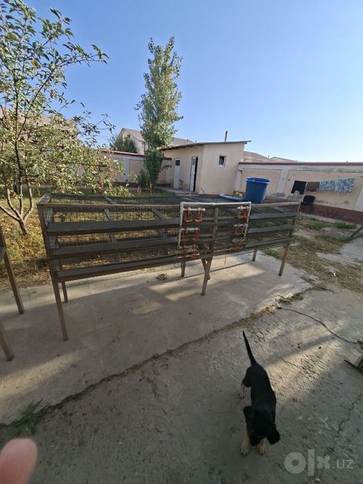 Бедана кафас сотилади