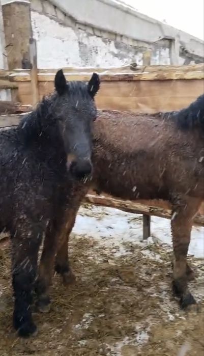 Торы жабағы төбелі сатылады