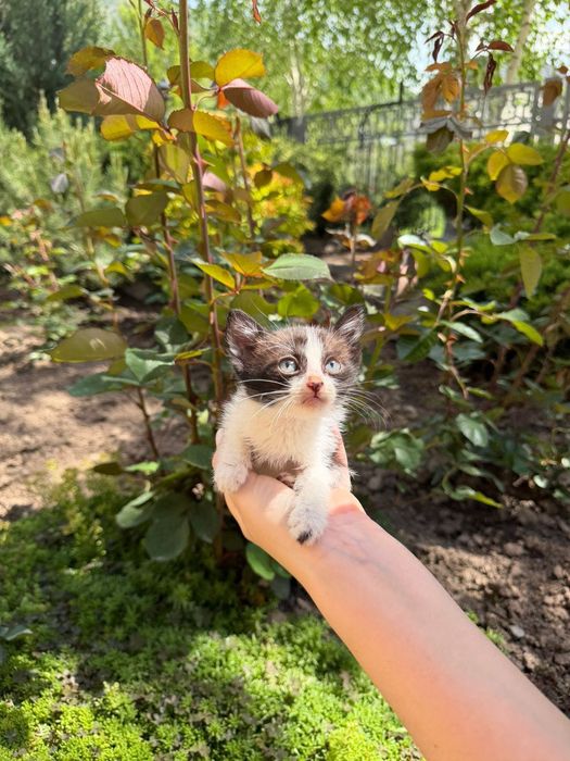 Котенок в поиске дома