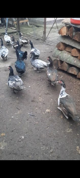 Rate lesesti ( 20 ratoi disponibili)