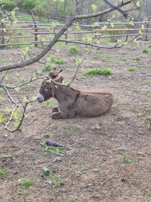 Vând măgar sau schimb