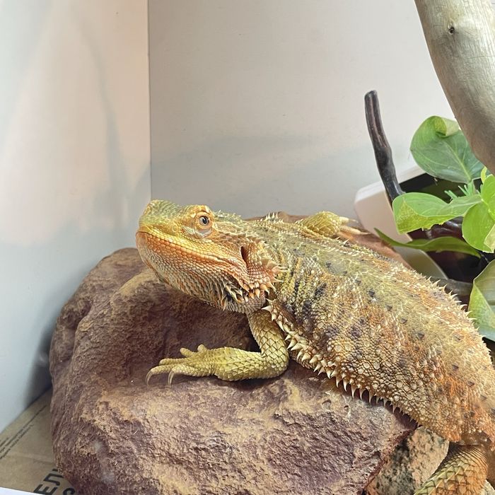 Бородатая агама самка, ящерица