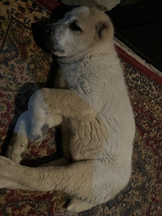 Алабай Щенок 2мес