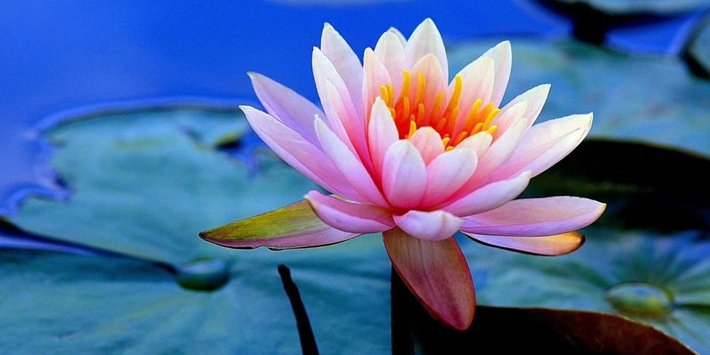 Tablouri canvas comerciale