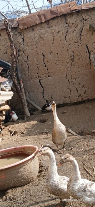 Gʻozlar erka hammasi