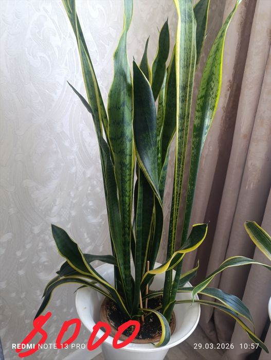 Комнатные  цветы