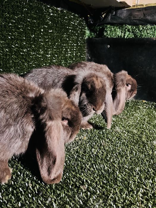 Femelute berbec german de 2,5luni