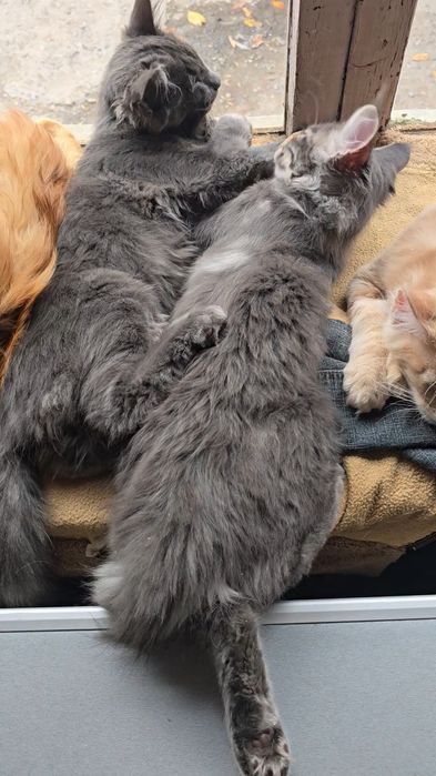 Котята породы Мейнкун