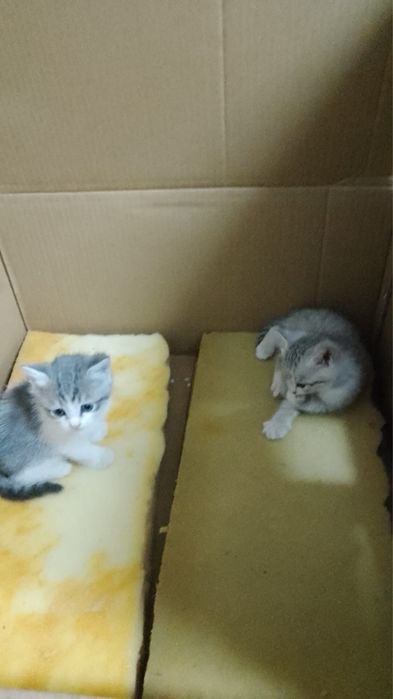 Котята ищут любящую семью