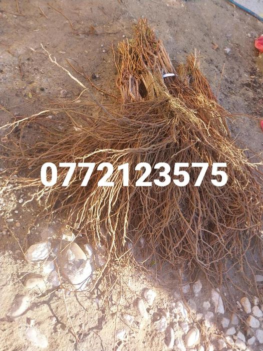 Butași vita de vie altoită și hibrid