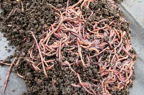 Биогумус биринчи сортли сотилади