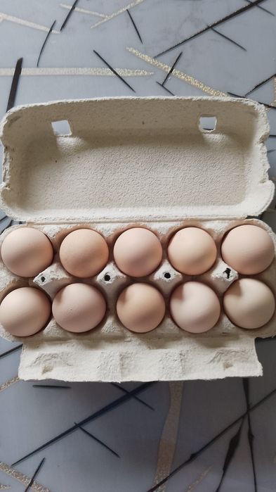 Pui Australorp și ouă pentru incubat