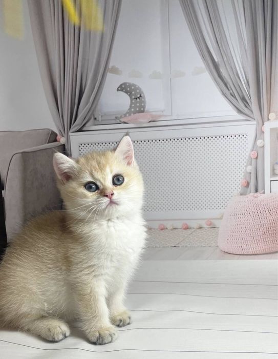 Котята Золотые шиншиллы