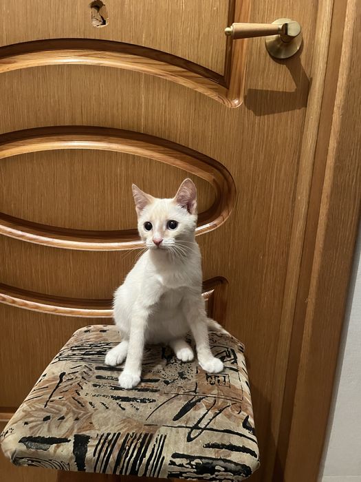 Котенок в добрые руки