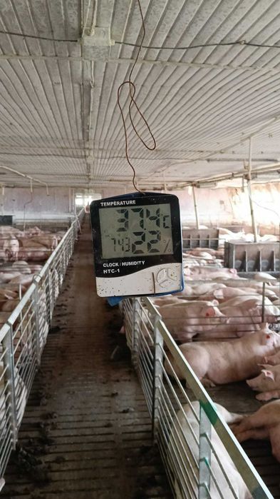 SE VINDE Ferma de ingrasare porci + actiuni cooperativa reproductie