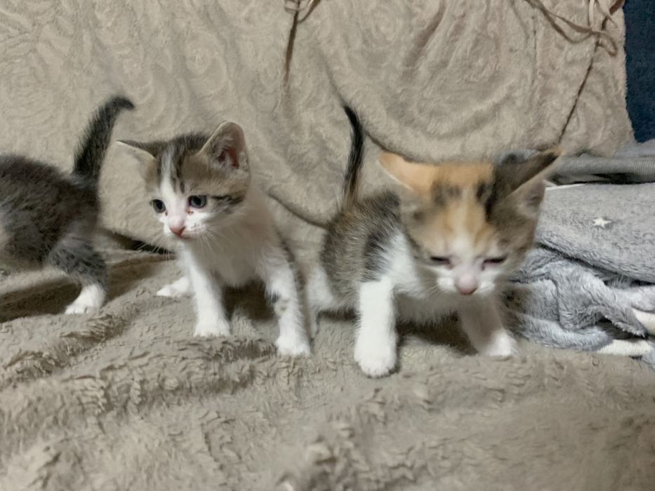 Отдам котят в добрые руки