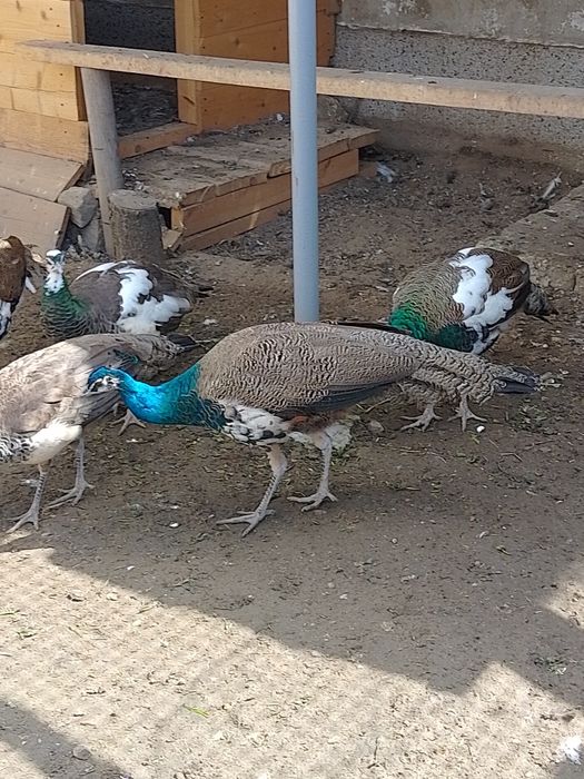 Пауни мъжки и женски