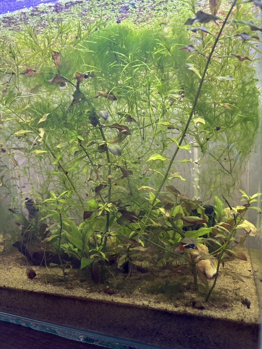 Продам аквариум на 40-45 литров