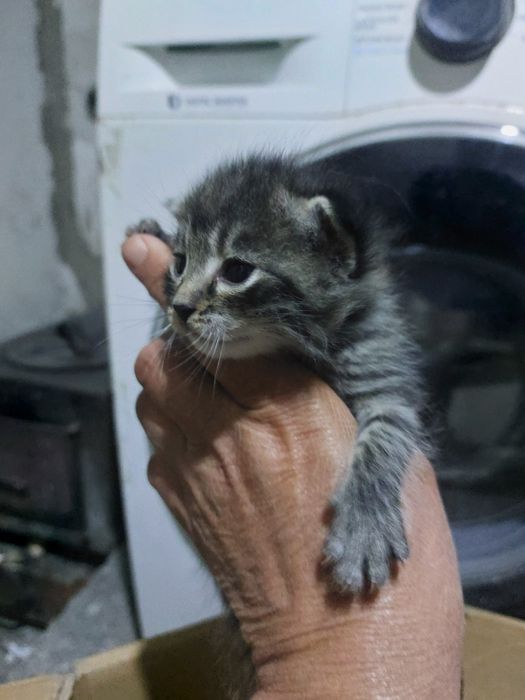 Котята от британки