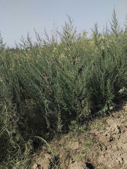 Можжевельник кучатлари сотилади