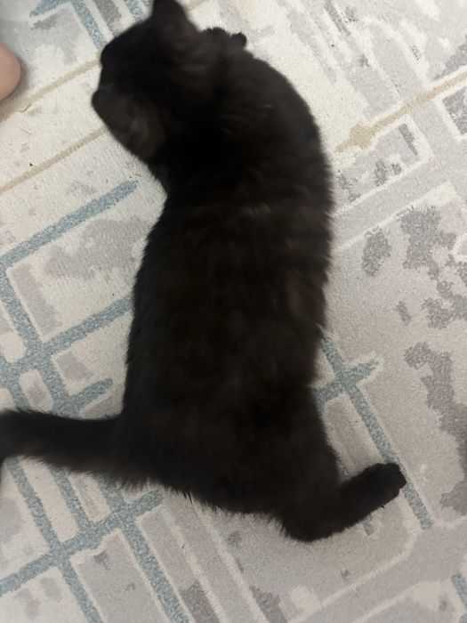 Котеноек прям в добрые руки