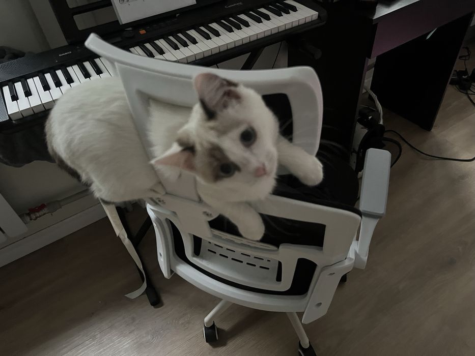 отдаю котенка 4мес бесплатно