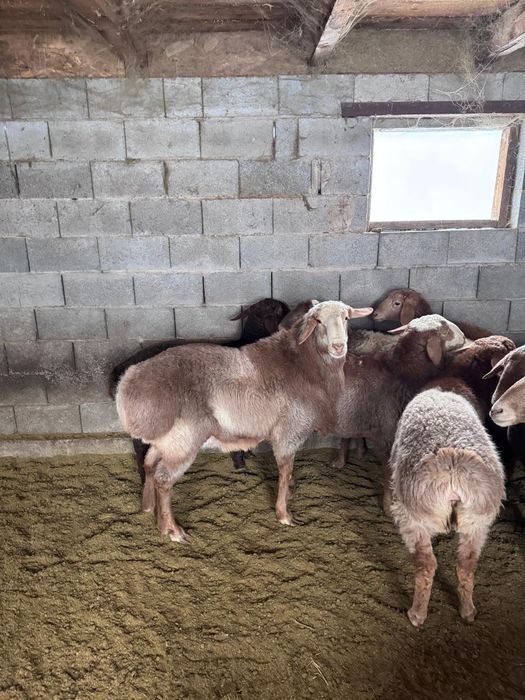 Продам кошкара 2.5 года