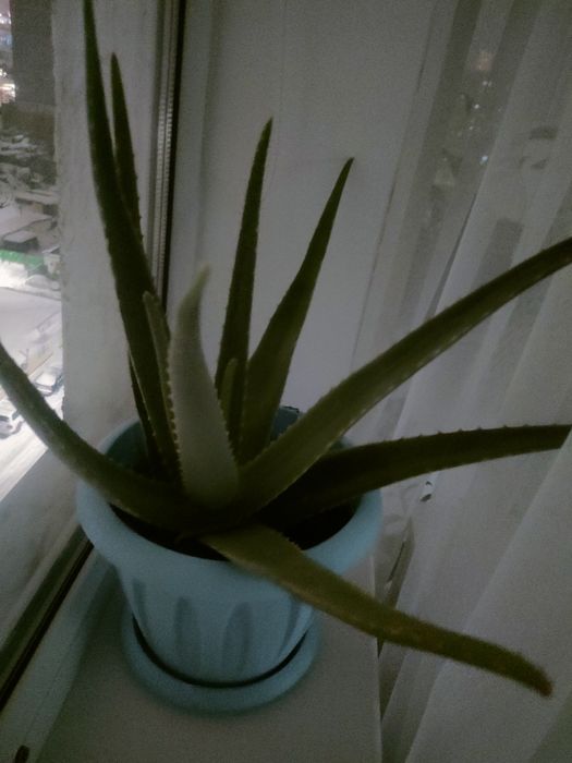 Комнатное Алоэ - вера