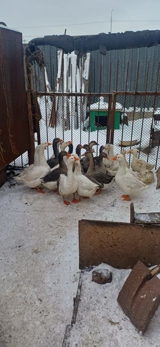 Продам домашние гуси на развод