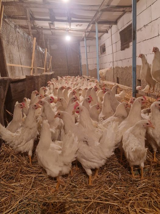 Lomin Sendi malotkalari