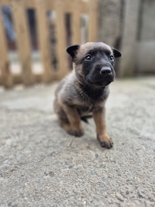 Белгийска овчарка Малиона