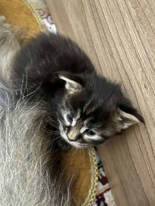 Продам котята Мейнкун