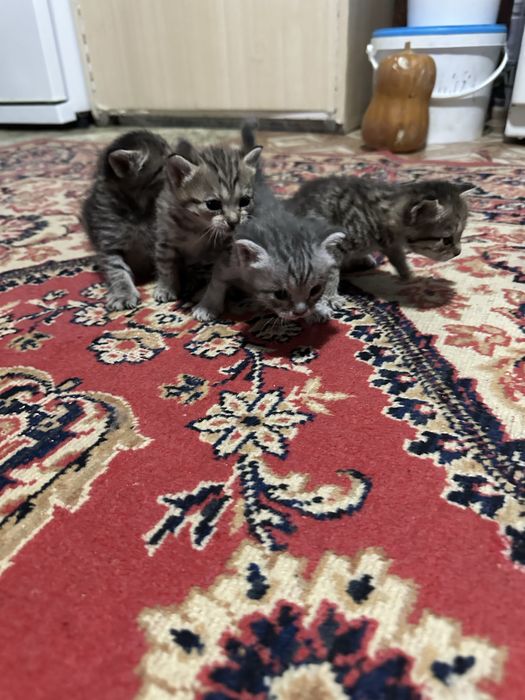 Отдам котят бесплатно