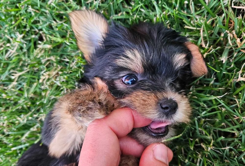 Yorkshire Terrier