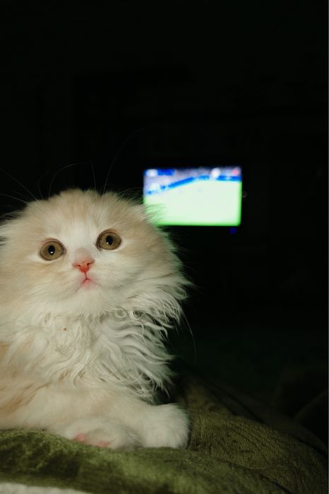 Scottish fold кошка