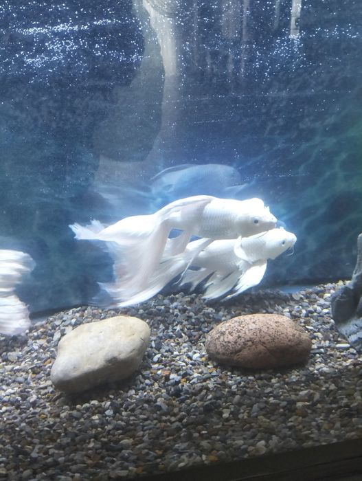 Продам рыбок для аквариума