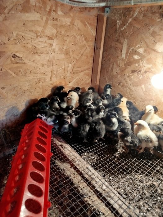 Цыплята недельные