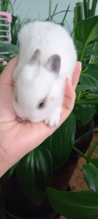 Mitti quyon bolalari sotuvga chiqdi