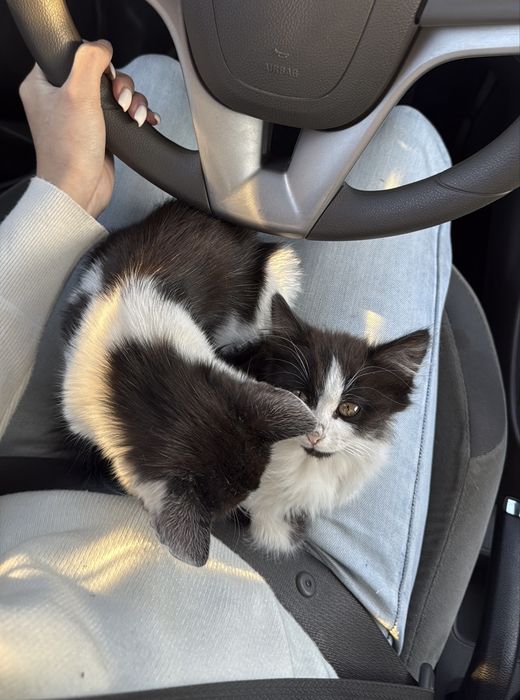 отдам котят в добрые руки
