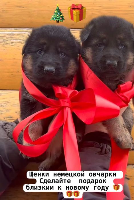 Щенки немца 100% доставка бесплатно