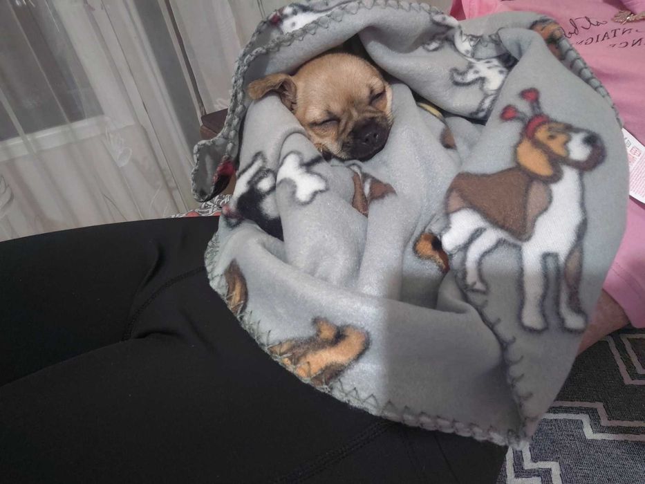 Чихуахуа момиче на 3 месеца