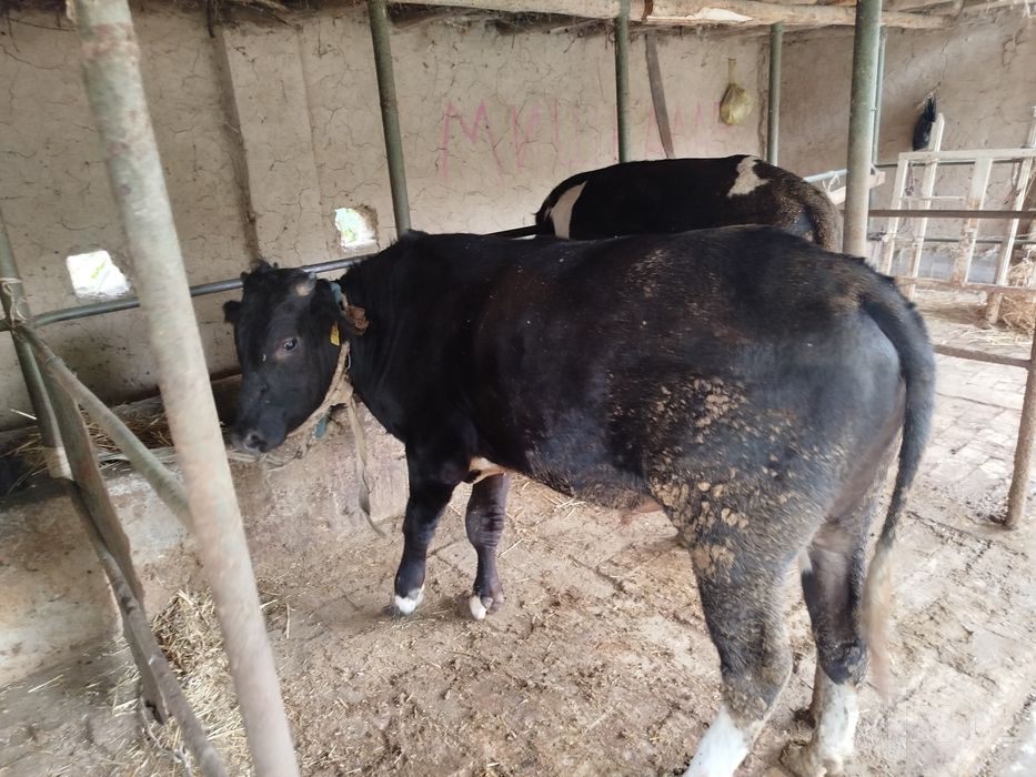 2 ta buqa 2 ta ona bola sigir narhini kelishamiz