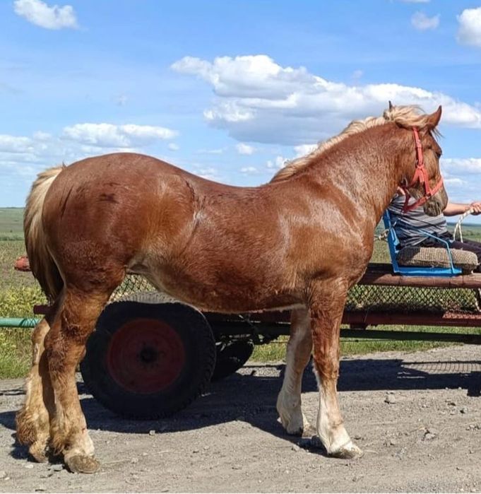 Manzǎ  semigrea de 14 luni
