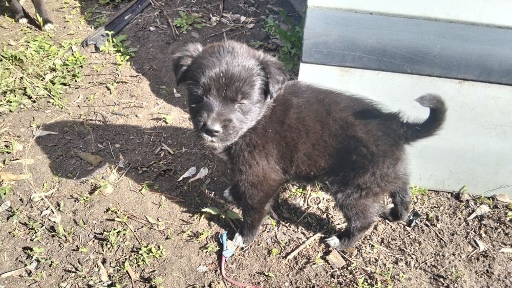 Отдам даром щенят