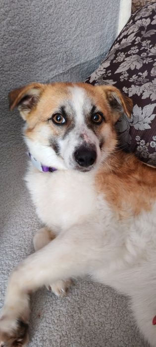 Пристраивается пёсель в хорошие руки.