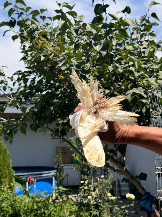 Тараз голуби продам