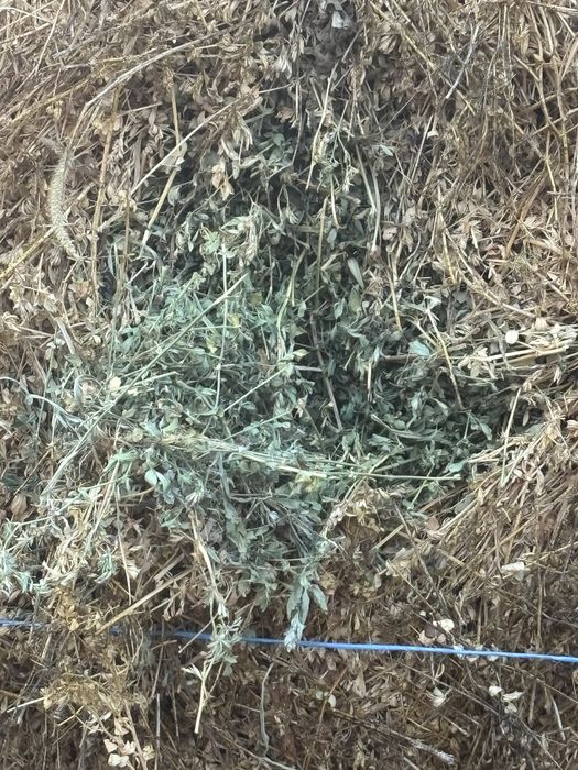 Baloti lucerna  cea mai buna calitate