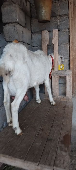 Заненнуб сауынды ешкі  сатылады