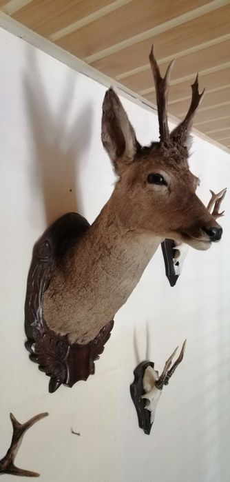 Trofeu de vânătoare căprior