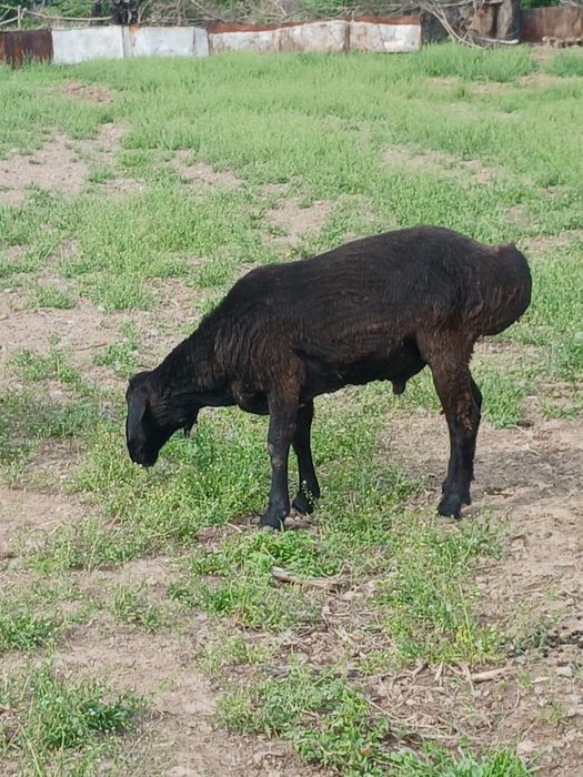 17 бас қошқар сатылады 2 ге толады